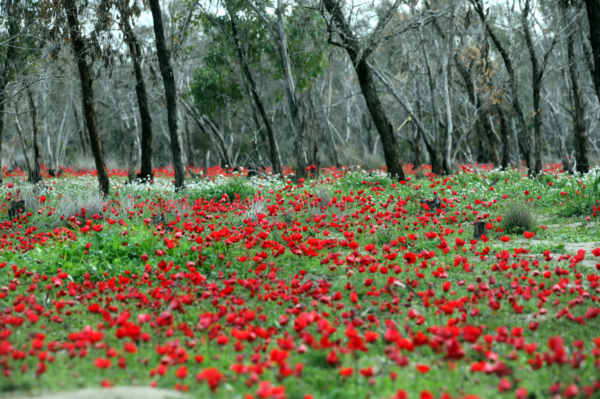 Die Flora In Israel: Kleines Land, Große Pflanzenvielfalt: